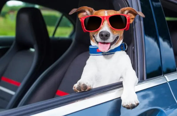 Dog-Friendly Airport Transfers: Why Professional Pet Transportation Beats Rideshare Every Time