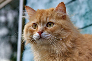 Could my cat have Hyperthyroidism?