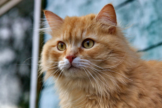 Could my cat have Hyperthyroidism?