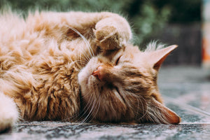 Feline immunodeficiency virus on the rise