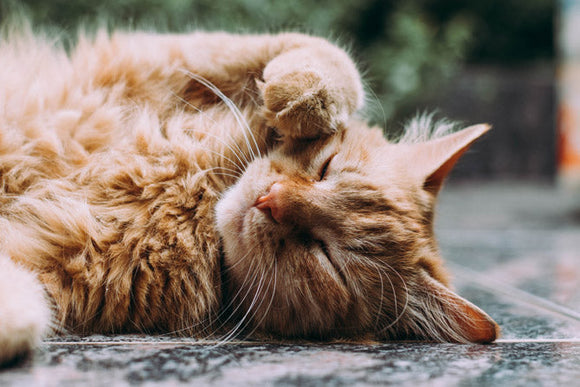 Feline immunodeficiency virus on the rise