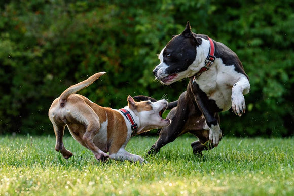 Should we have a point demerit system for dog owners