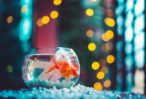 Pet fish see a rise in popularity