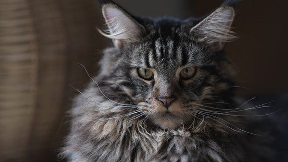 Chosing a pet sitter for your senior cat