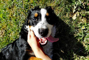 Tips for raising a healthy dog