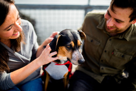 Are you ready to foster a pet?