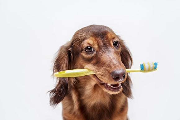 Time to brush up on pet dental health