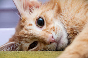 How to perform CPR on your pet