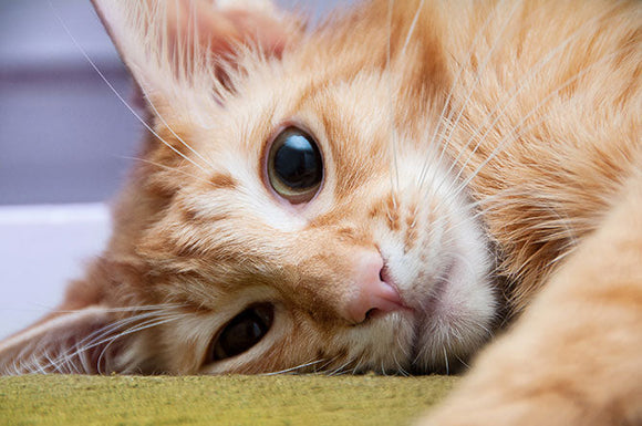 How to perform CPR on your pet