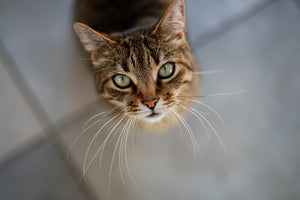 Could your cat have feline dementia?